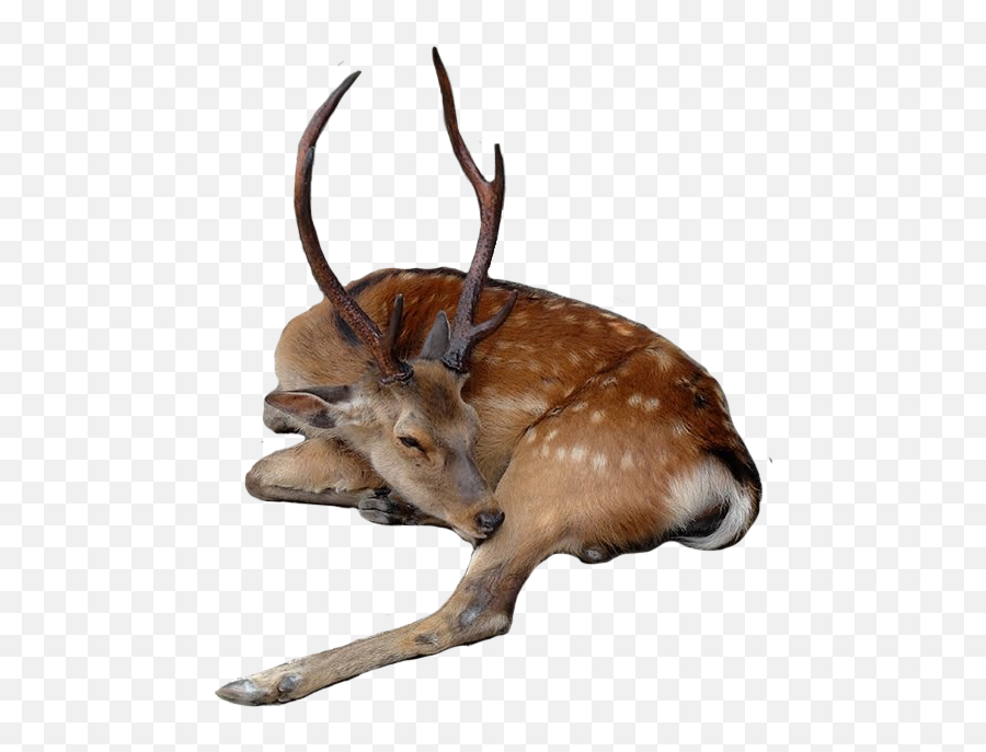 Deer Fallowdeer Buck Stag Sleeping - Deer Sitting Png Emoji,Buck Emoji