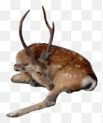 Deer Fallowdeer Buck Stag Sleeping - Deer Sitting Png Emoji,Buck Emoji