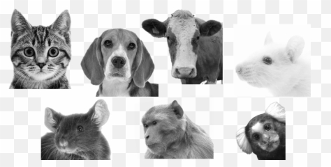 The - Soft Emoji,Pseudoscience Of Animals Human Emotions