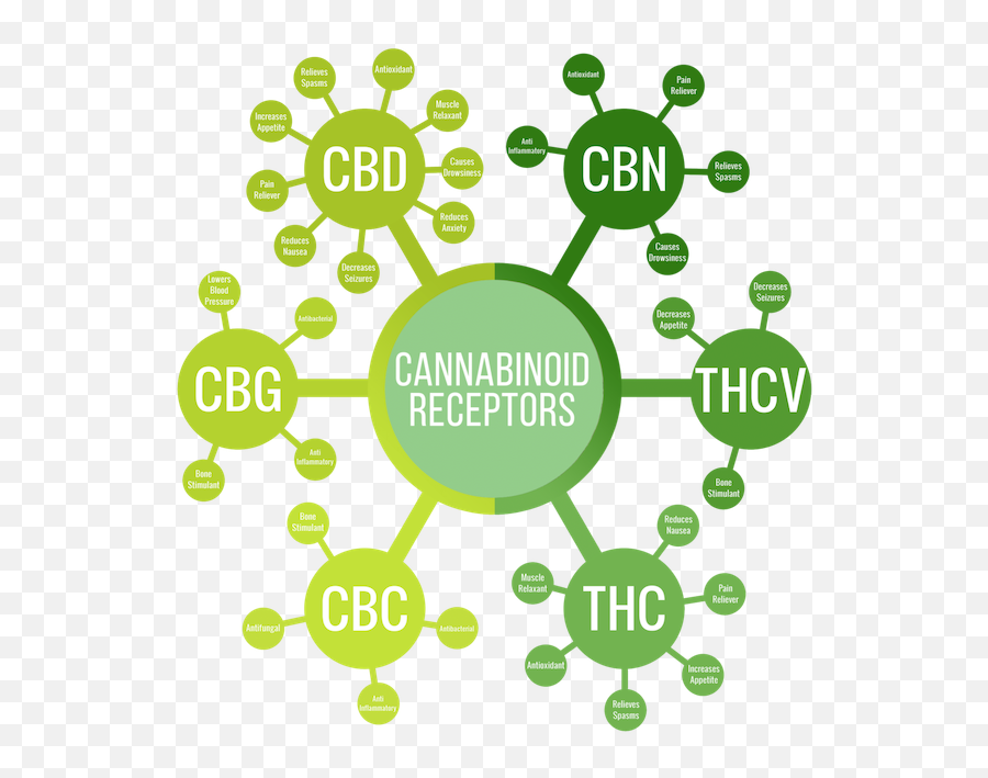 Cbd Guide Cannabinoids And Phytocannabinoids - Best Cbd Oils Allwetterzoo Münster Emoji,Beutiful Predator - Synthetic Emotions