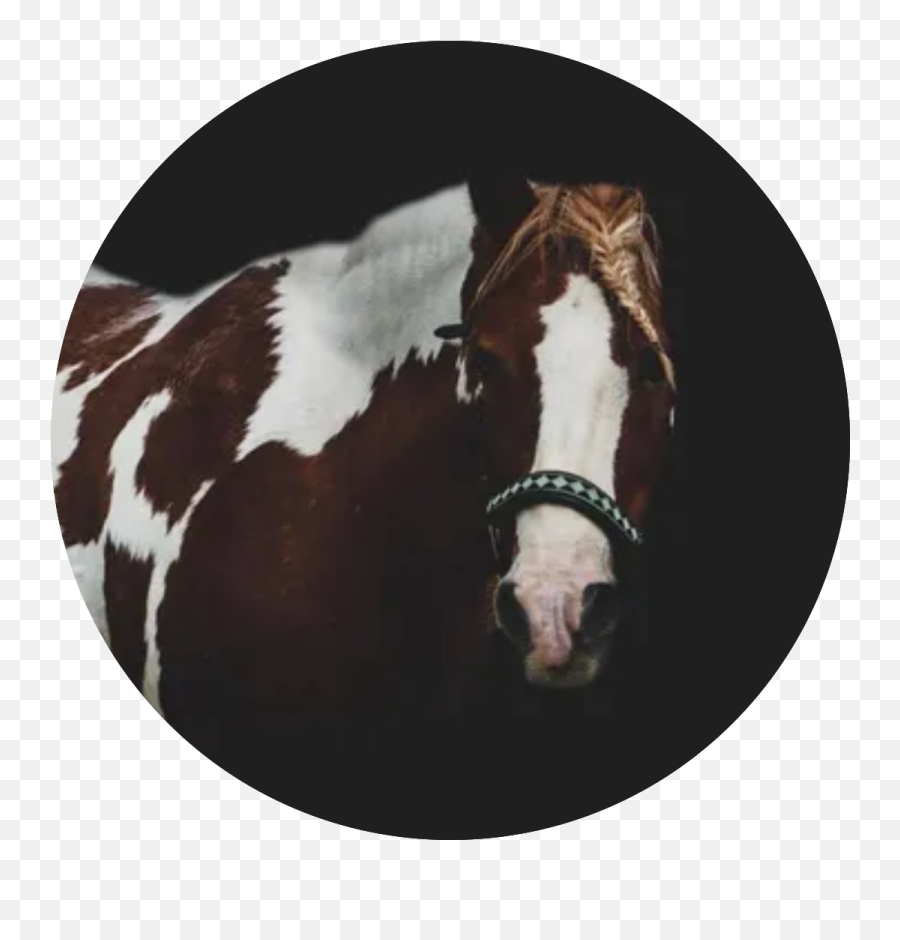 Therapy Horses - Equine Tranquility Wellness Center Horse Supplies Emoji,Equine Emotions
