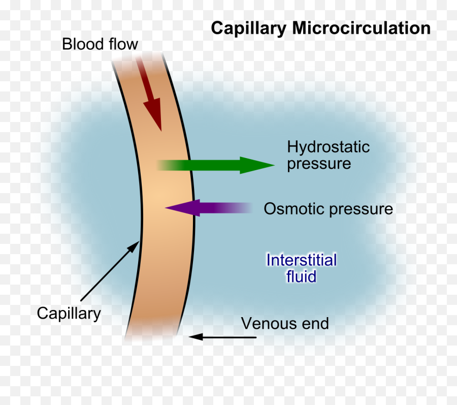 Hypovolemia - Interstitial Fluid Inflow To The Vessels Emoji,Effusion Lamp Emotion Momente