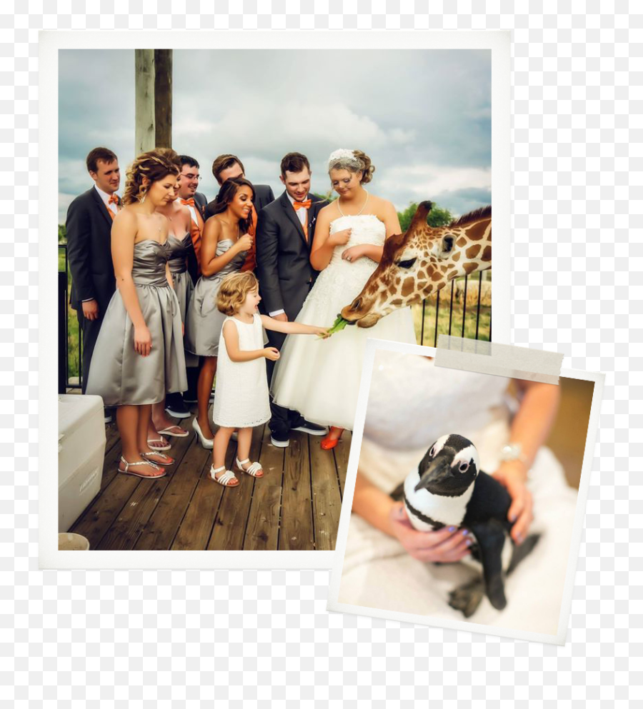 Wildly Different Weddings - Tanganyika Wildlife Park Emoji,No Emotions At Wedding Turkministan