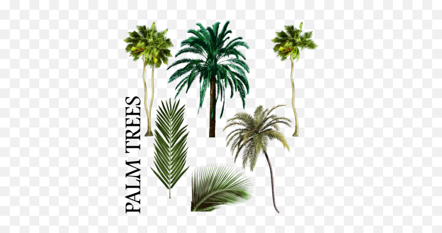 Palm Tree Mix Psd Psd Free Download Templates U0026 Mockups Emoji,Emoji Palm Tree Background