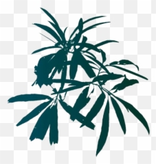 Walnut Tree Leaves Png Free Transparent - Fresh Emoji,Walnut Emoji