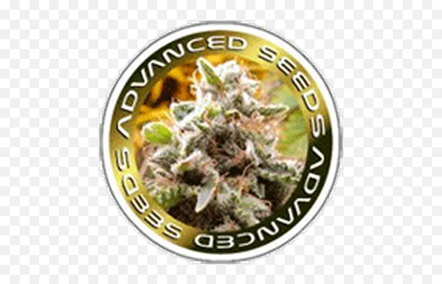 Breeders - Amoc All Marihuana Online Cards Emoji,Breeder's Cup Rap Upthe Second Emotion