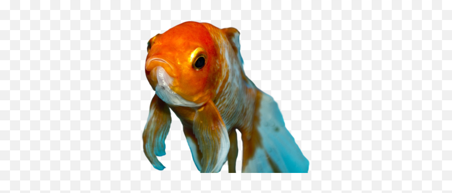 Foxface Fish Png Images Download Foxface Fish Png Emoji,Foxface Emoji