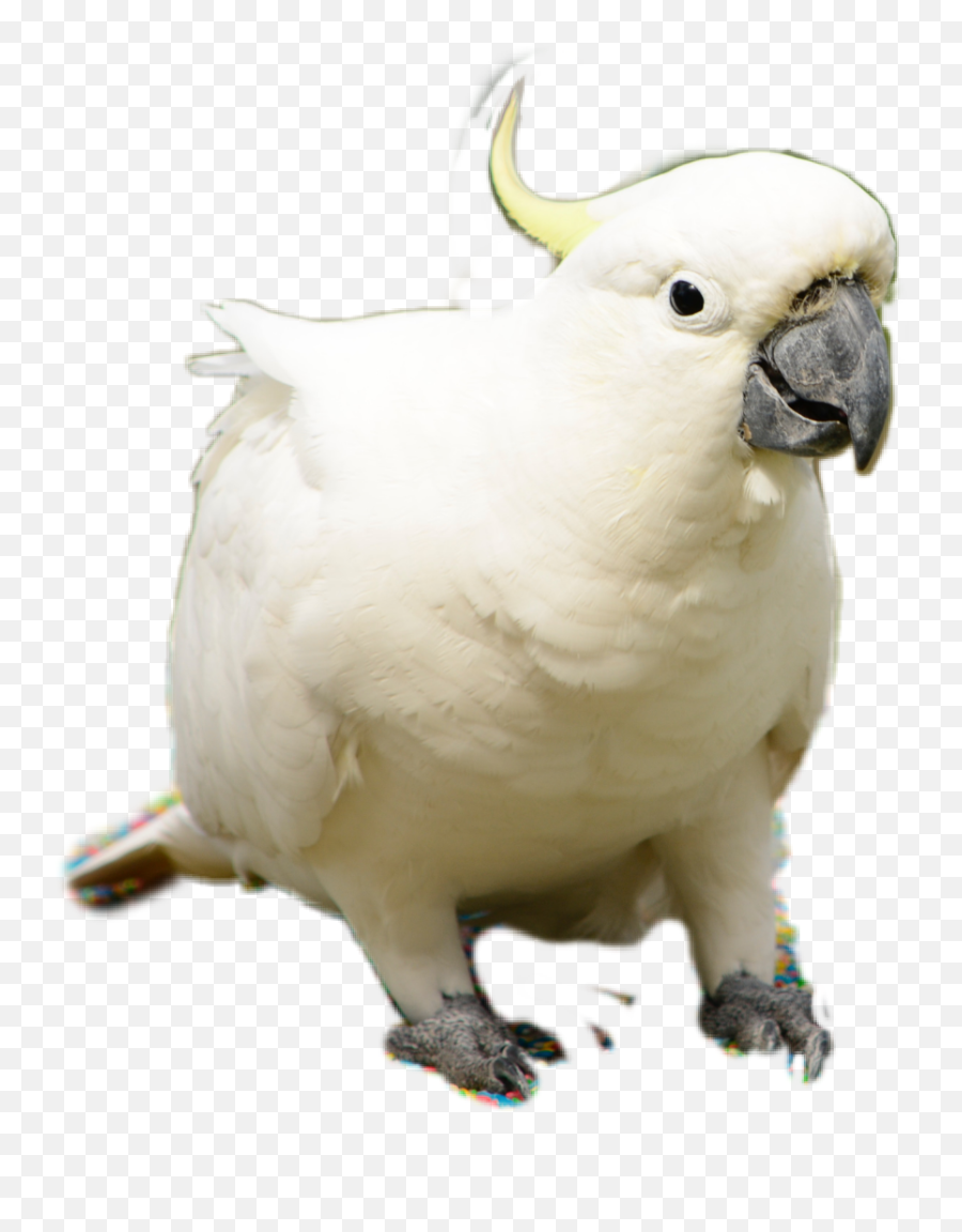 Cockatoo Sticker Picsart Sticker By Kode Hulett - Cockatoo Emoji,Kode Emoji