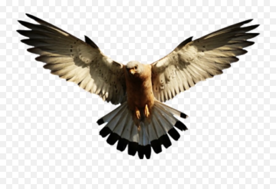 Bird Hawk Sticker - Bird Png Emoji,Hawk Emoji