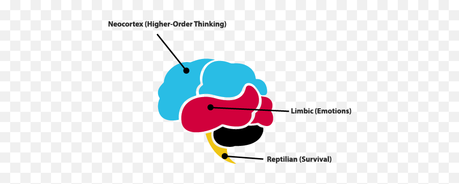 Enhancing Learning Through Graphics And - Neocortex And Limbic Emoji,Major Emotions