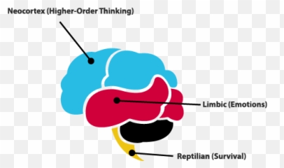 Enhancing Learning Through Graphics And - Neocortex And Limbic Emoji,Major Emotions