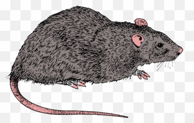 Fanon Versus Canon - Brown Rat Emoji,Teacher Who Teaches Young Spock Learns How To Control His Emotions