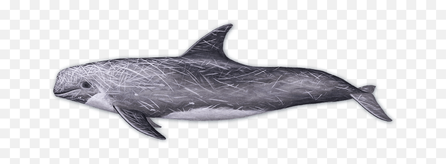Blue Whales - Grampus Griseus Emoji,Rare Dolphin Emoticon