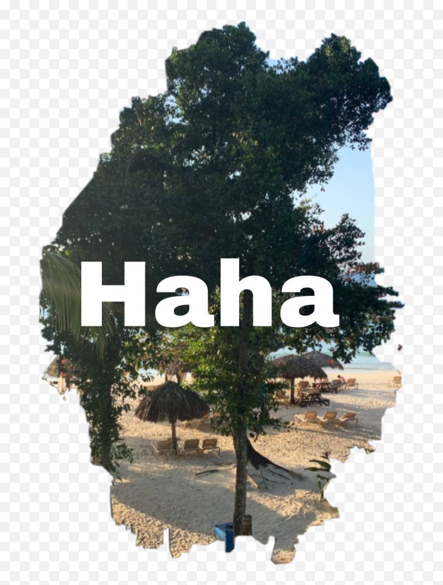 Jamaica Sticker By Emilyzab - Tree Emoji,Jamaica Emoji