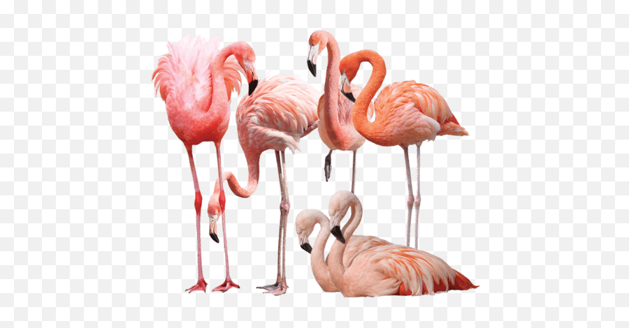 Welcome To Henry Vilas Zoo Madison Wisconsin - Greater Flamingo Emoji,Pink Flamingo Emoji