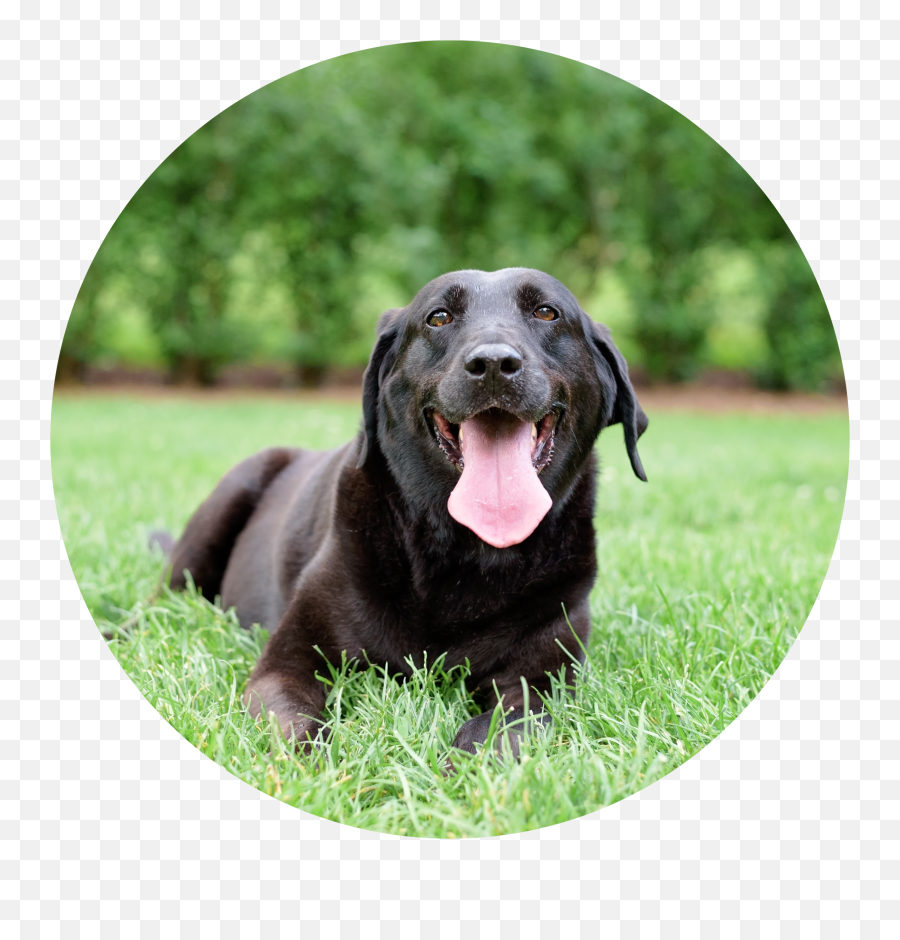 Pricing U2014 With Love U0026 Oats Connecticut Dog Photography Emoji,Labrador Retriever Happy Birthday Emoticon