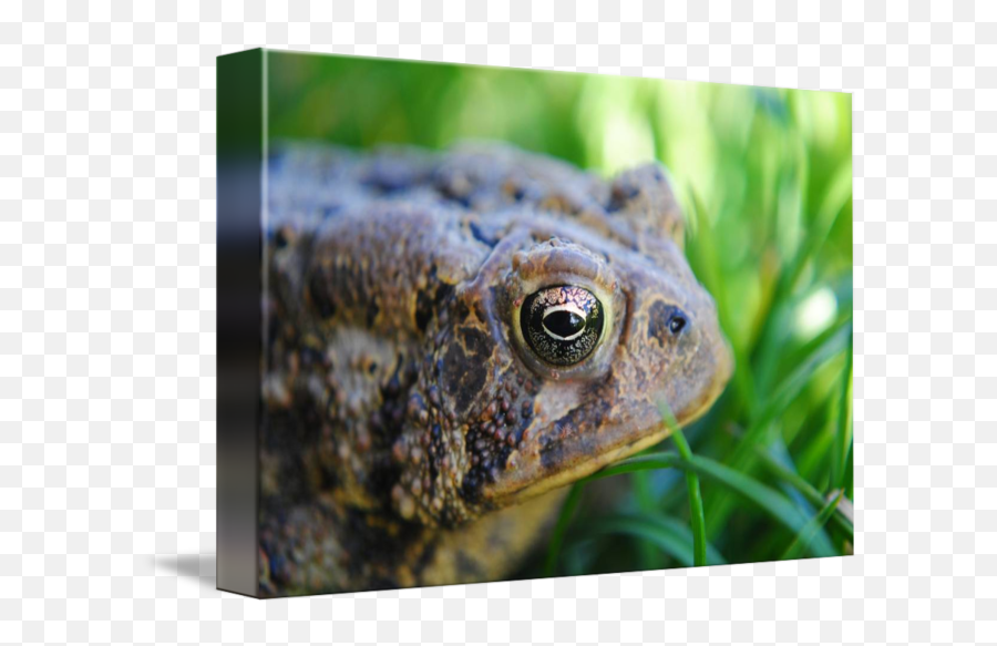 Toad In The Grass Emoji,Spadefoot Toad Emotion