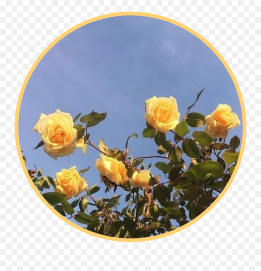 Icon Yellow Aesthetic Flower Rose - Deep Aesthetic Love Quotes Emoji,Yellow Rose Emoji
