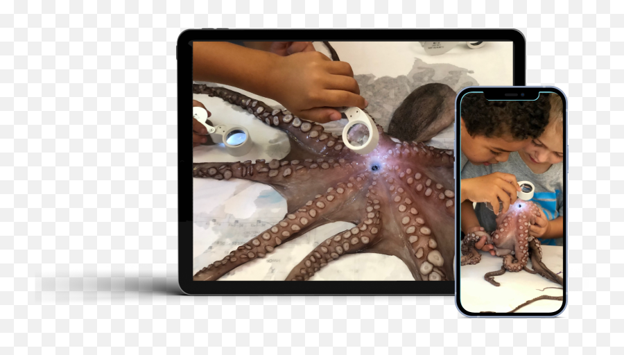 Doc Learning - Our Approach Emoji,Octopus Color To Emotion