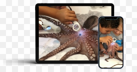 Doc Learning - Our Approach Emoji,Octopus Color To Emotion