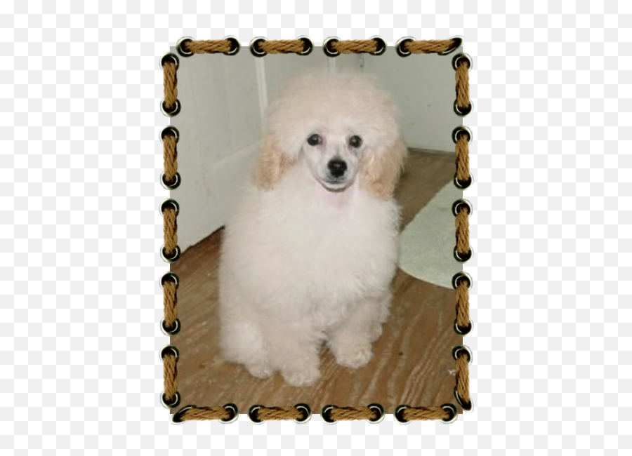 Colour Genes In Poodles - Andandre Red Toy Poodles Emoji,White Toy Poodle Emoticon