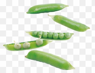 Pea Png Hd Image - High Quality Image For Free Here Emoji,Pea Emoji