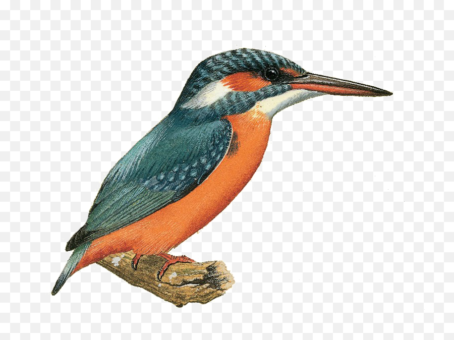 Kingfisher Png File Png Mart Emoji,Woodpecker Emojis