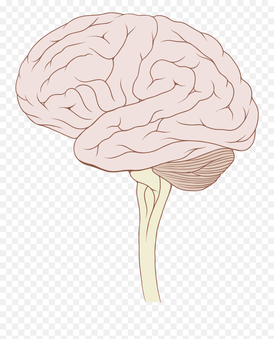 Reticular Formation Anatomy Location Structure U0026 Physiology - Skull And Brain Emoji,Parts Of The Brain That Control Emotion