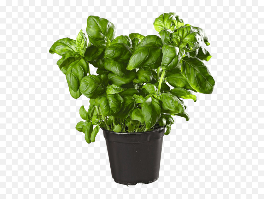 Basil Herbs Garden Sticker - Food Emoji,Basil Emoji