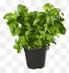 Basil Herbs Garden Sticker - Food Emoji,Basil Emoji