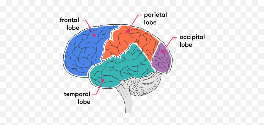 Getting Our Head Around The Brain - Part Of The Brain Controls Curiosity Emoji,Part Of Brain For Emotion