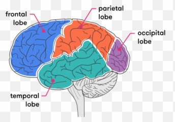 Getting Our Head Around The Brain - Part Of The Brain Controls Curiosity Emoji,Part Of Brain For Emotion