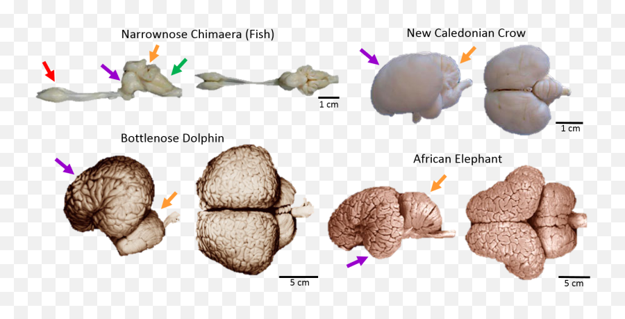 Whats In A Brain - Language Emoji,Brain Octopus Emotions