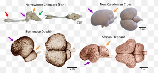 Whats In A Brain - Language Emoji,Brain Octopus Emotions