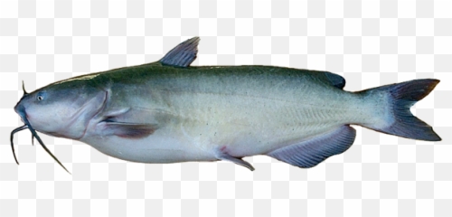 Catfish Transparent Background - Catfish Transparent Png Emoji,Cat Fish Emoji