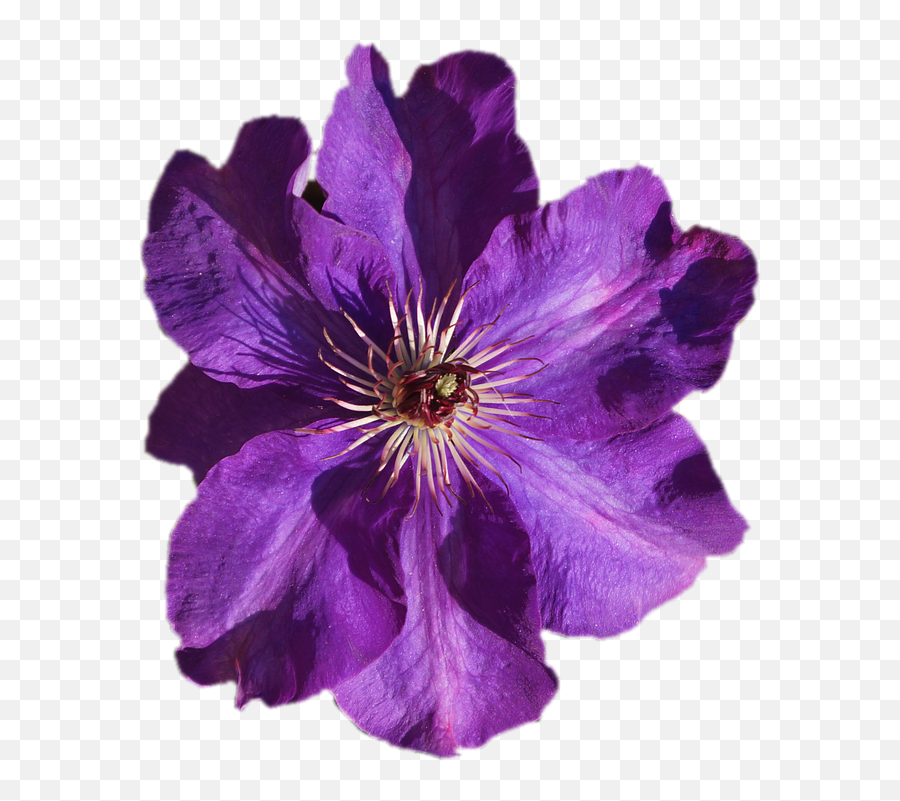 Leather Flower Violet Image Purple - Purple Flower Transparent Emoji,Facebook's Lavendar Flower As An Emoticon...