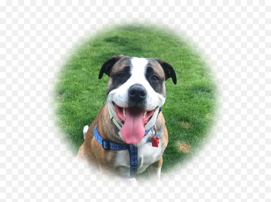 Help A Dog Smile U2013 We Turn Homeless Dogs Into Happy Dogs Emoji,Labrador Retriever Happy Birthday Emoticon