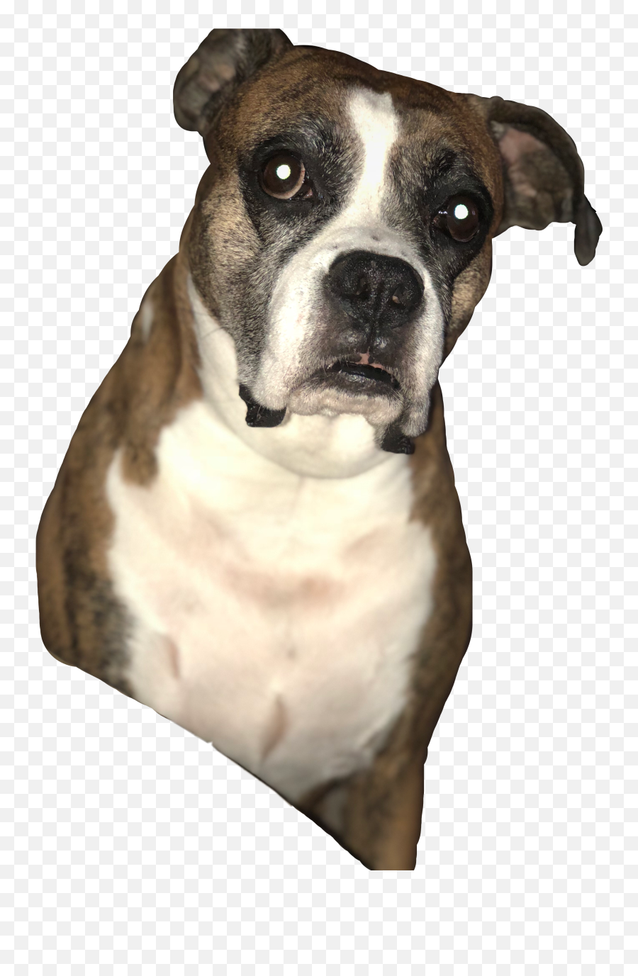 Largest Collection Of Free - Toedit Boxerdog Stickers On Picsart Emoji,Pitbull Emoji Stickers