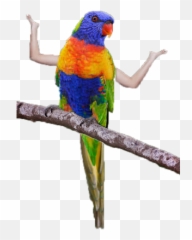 Birds With Arms Stickers - Parrots Emoji,Parrot Emoji Iphone