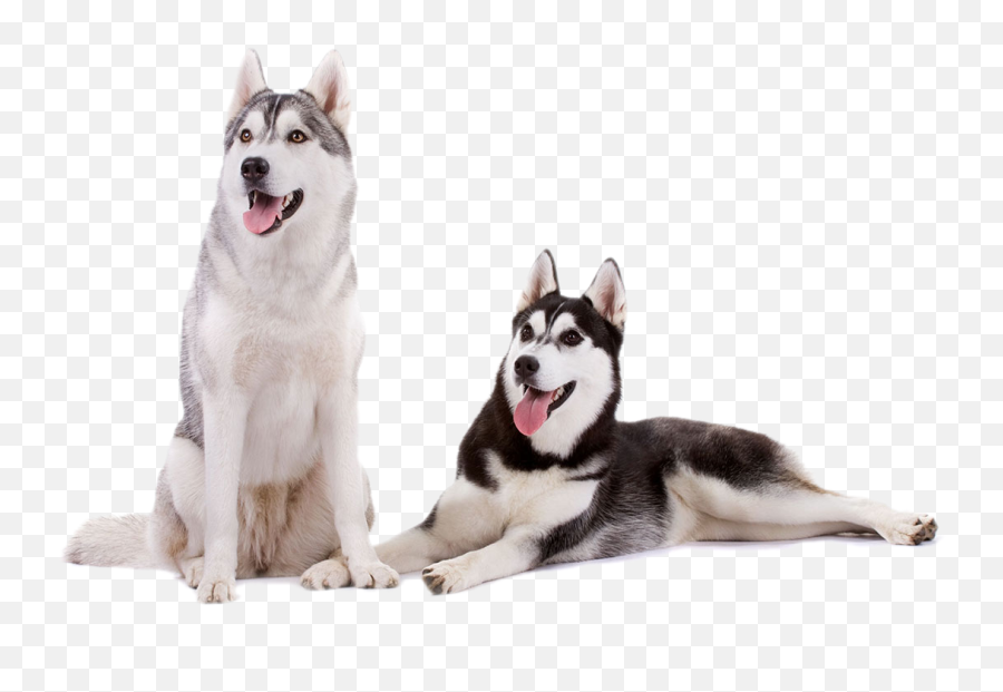 Dog Husky Huskys - Características Do Husky Siberiano Emoji,Husky Emoji