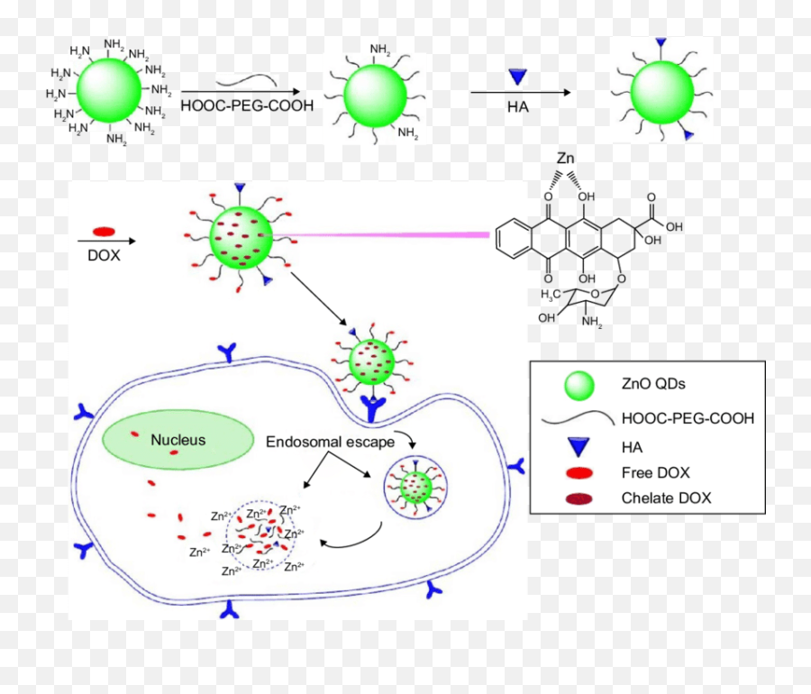 Hyaluronic Acid - Quantum Dots In Drug Delivery Emoji,Healing Damaged Emotions Cd Track Information Database