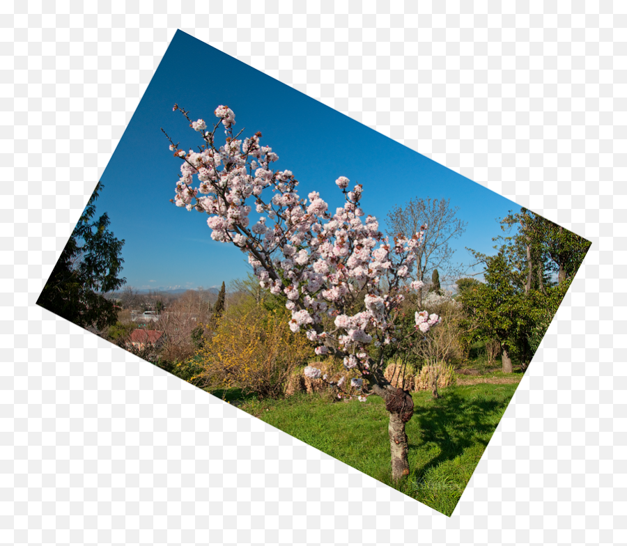 Exochorda Albertii - Cherry Blossom Emoji,Pokemon Ruby Of Emotion Pixelmon