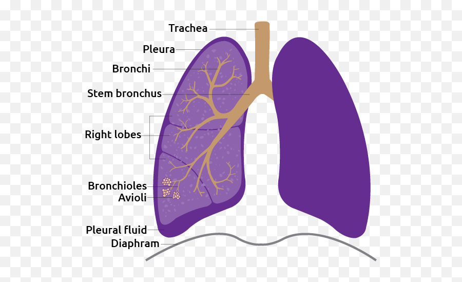 Lung - Transplant Living Worksheet And The Functions Of The Lungs Emoji,Emotions Spleen Pancreas