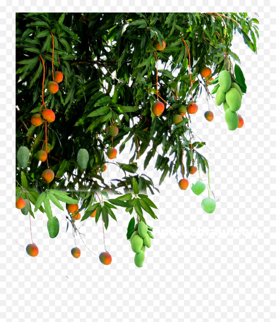Mango Png - Finetechrajucom Mango Tree Png Hd Emoji,Transparent Mango Emoji