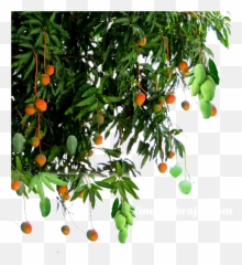 Mango Png - Finetechrajucom Mango Tree Png Hd Emoji,Transparent Mango Emoji
