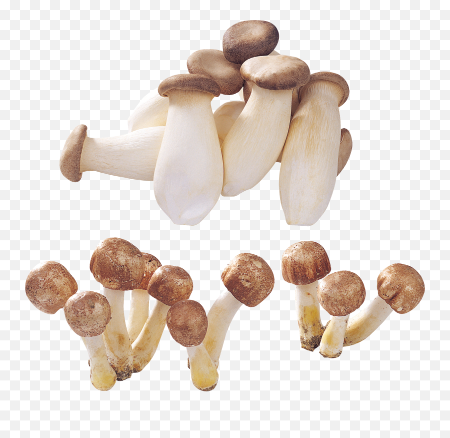 Alot Of Mushrooms Png Image - Mushroom Png Emoji,Iphone Mushrooms Emoji