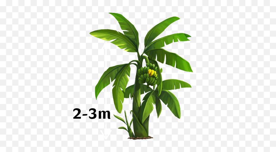 Yello Man - Transparent Banana Tree Png Emoji,:banana Plant: Emoji