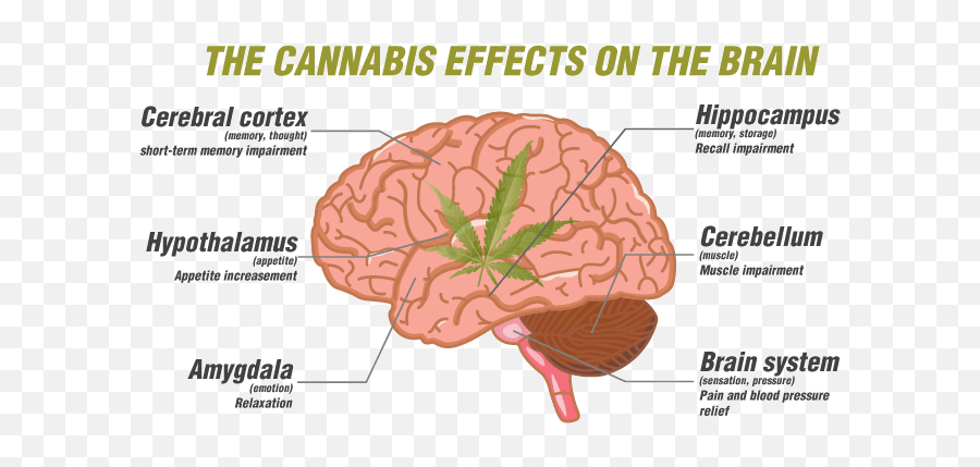 Can Cannabis Help Treat Concussion Find Out At Zambeza Seeds Emoji,Emotions For Weed