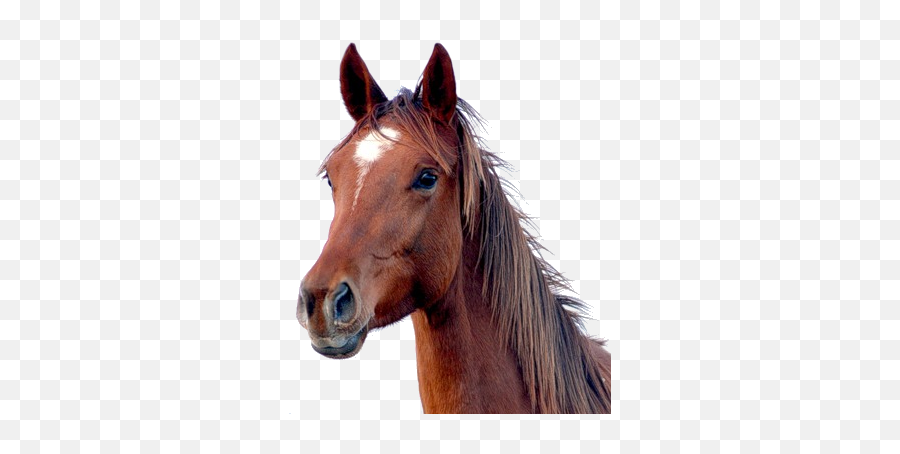 Animal Horse Png Transparent 9 Emoji,Horse Face Emoji