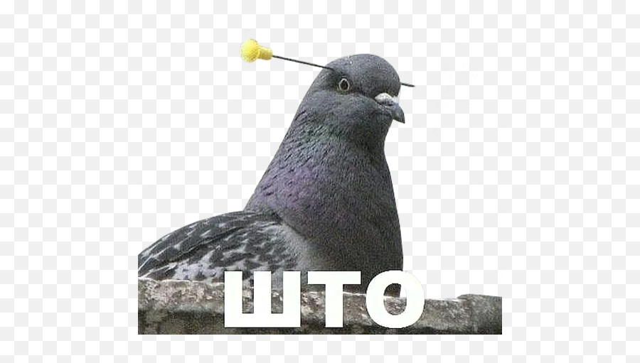 Telegram Sticker From Bird Memes By Loromoin Pack Emoji,Pigeon Emoji